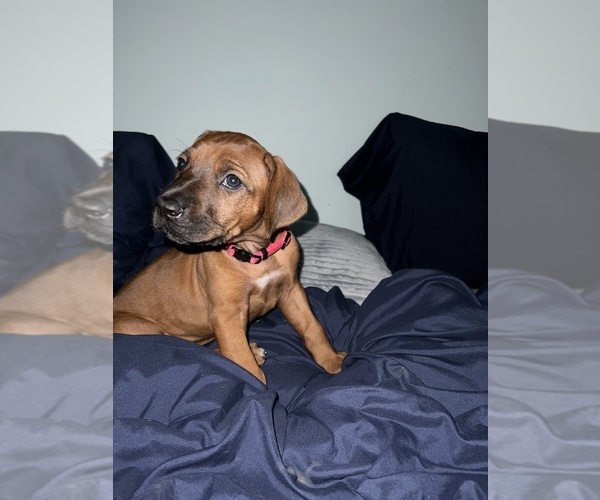 Medium Photo #8 Rhodesian Ridgeback Puppy For Sale in MURFREESBORO, TN, USA