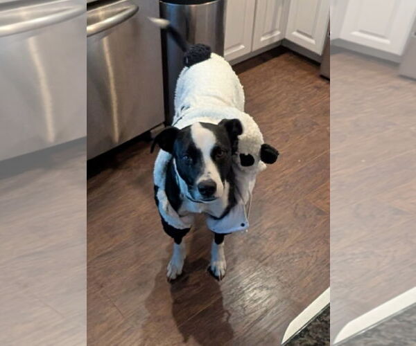 Medium Photo #8 Lab-Pointer Puppy For Sale in Sanford, FL, USA