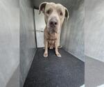 Small American Staffordshire Terrier Mix