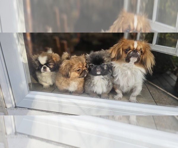 Medium Photo #1 Pekingese Puppy For Sale in PITTSTOWN, NJ, USA