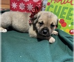 Puppy Puppy 9 Cane Corso