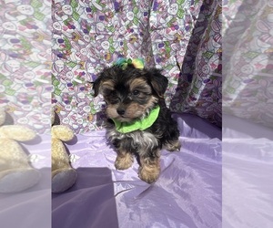 Morkie Puppy for sale in LANCASTER, MO, USA