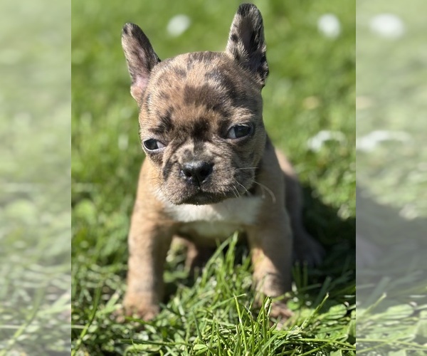 Medium Photo #8 Faux Frenchbo Bulldog Puppy For Sale in ROCK STREAM, NY, USA
