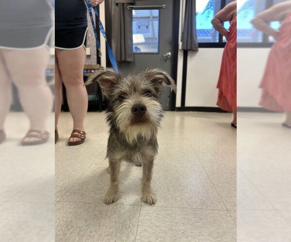 Medium Photo #1 - Mix Puppy For Sale in Sugar Land, TX, USA