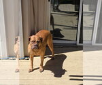 Small #3 Mastiff