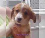 Small Photo #3 Pembroke Welsh Corgi Puppy For Sale in KINGMAN, AZ, USA