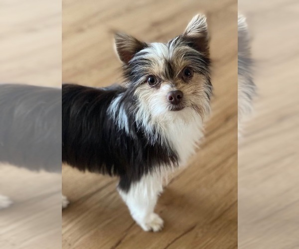 Medium Photo #1 Yorkshire Terrier Puppy For Sale in ROCKFORD, IL, USA