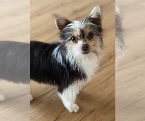 Father of the Yorkshire Terrier puppies born on 05/23/2026