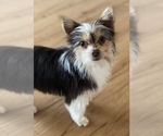Small Photo #1 Yorkshire Terrier Puppy For Sale in ROCKFORD, IL, USA