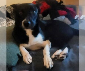 Border Collie-Unknown Mix Dogs for adoption in Topeka, KS, USA