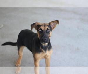 German Shepherd Dog-Unknown Mix Dogs for adoption in Grand Prairie, TX, USA