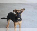 FLINT - Male German Shepherd Dog-Unknown Mix Dog for Adoption - Small photo