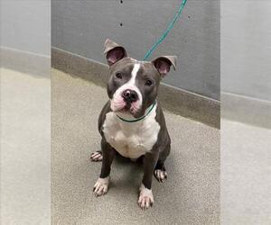 Mutt Dogs for adoption in Las Vegas, NV, USA