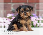 Small #2 Yorkshire Terrier