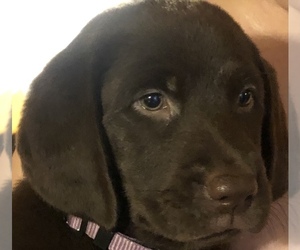 Labrador Retriever Puppy for sale in MACON, GA, USA