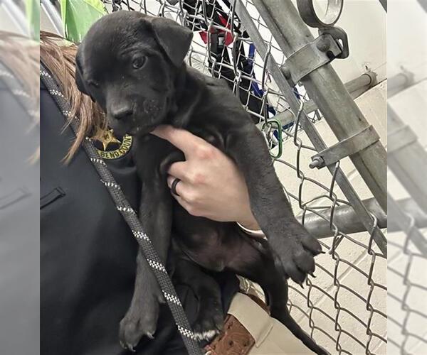 Medium Photo #1 Labrador Retriever-Unknown Mix Puppy For Sale in Rosenberg, TX, USA