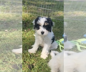 Cavalier King Charles Spaniel-Poodle (Toy) Mix Puppy for sale in NILES, MI, USA