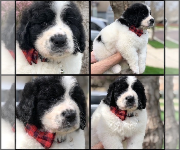 Medium Photo #4 Bernedoodle Puppy For Sale in OVERLAND PARK, KS, USA