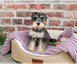 Schnauzer (Miniature) Puppy for sale in SYRACUSE, IN, USA