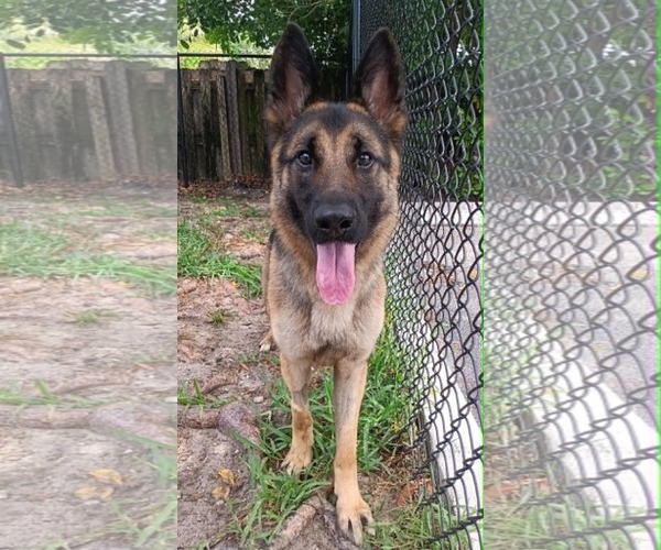 Medium Photo #5 German Shepherd Dog Puppy For Sale in Plantation, FL, USA