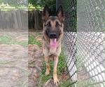 Small #4 German Shepherd Dog