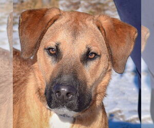 German Shepherd Dog-Rhodesian Ridgeback Mix Dogs for adoption in Huntley, IL, USA