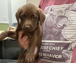 Labrador Retriever Puppy for sale in RIVERVIEW, FL, USA