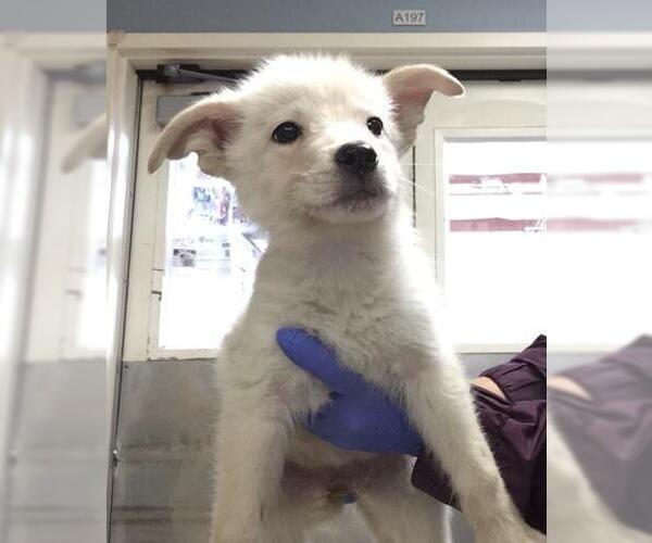 Medium Photo #3 German Shepherd Dog-Unknown Mix Puppy For Sale in Riverside, CA, USA
