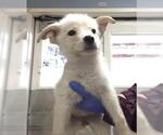 Small #2 German Shepherd Dog Mix