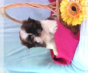 Shih Tzu Puppy for sale in FREDERICKSBG, OH, USA