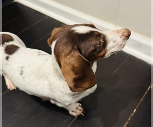 Mother of the Dachshund puppies born on 04/08/2025