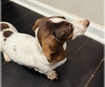 Small Photo #1 Dachshund Puppy For Sale in MORRISVILLE, NC, USA