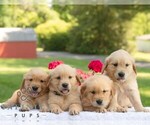 Small #2 Golden Retriever
