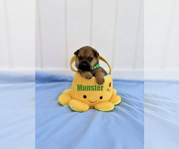 Medium Photo #4 Mutt Puppy For Sale in New London, WI, USA