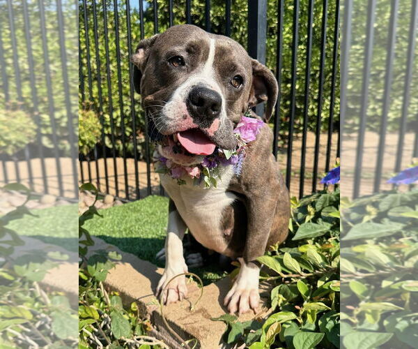Medium Photo #6 Bullboxer Pit Puppy For Sale in Redlands, CA, USA