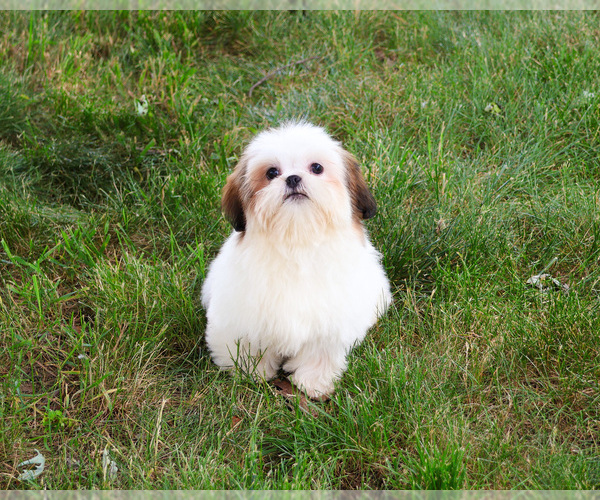 Medium Photo #4 Shih Tzu Puppy For Sale in SYRACUSE, IN, USA