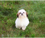 Small #3 Shih Tzu