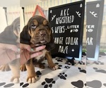 Puppy 5 Bloodhound