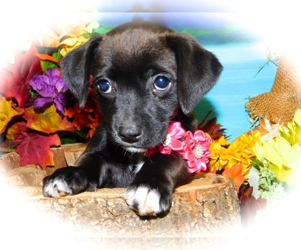 Medium Photo #3 Jack-Rat Terrier Puppy For Sale in HAMMOND, IN, USA