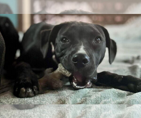 Medium Photo #1 Labrador Retriever-Unknown Mix Puppy For Sale in Jefferson, NJ, USA