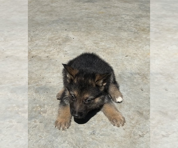 Medium Photo #14 German Shepherd Dog Puppy For Sale in FORT WORTH, TX, USA