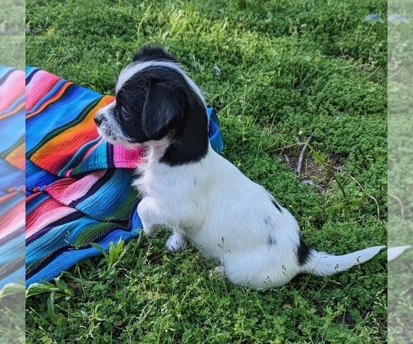 Medium Photo #4 Cheenese Puppy For Sale in ELKINS, AR, USA