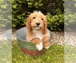 Small #1 Goldendoodle (Miniature)