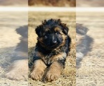 Small #1 German Shepherd Dog