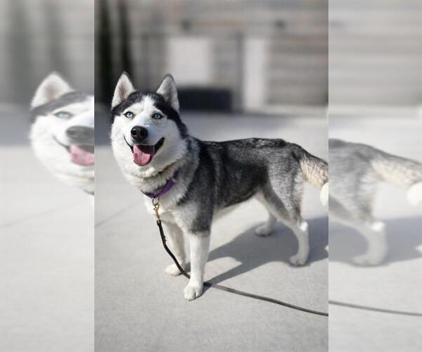 Medium Photo #2 Siberian Husky-Unknown Mix Puppy For Sale in Elk Grove, CA, USA
