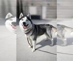 Small #1 Siberian Husky Mix