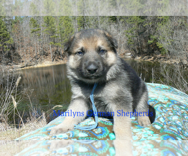 Medium Photo #4 German Shepherd Dog Puppy For Sale in PIEDMONT, MO, USA