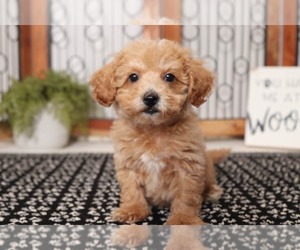Poochon Puppy for sale in NAPLES, FL, USA