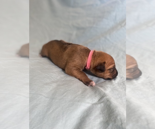 Medium Photo #11 Rhodesian Ridgeback Puppy For Sale in KELLER, TX, USA