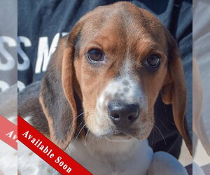 Beagle Dogs for adoption in Huntley, IL, USA